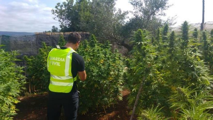 Desmantelan una plantación de 30 kilos de marihuana en Chella