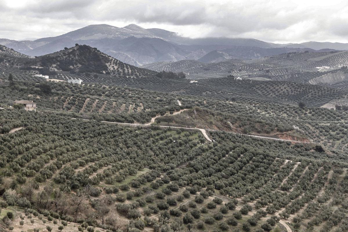 Olivar de sierra en la Subbética durante la presente campaña.