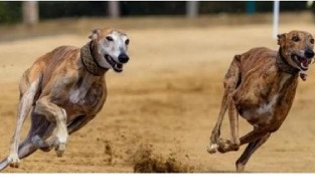Carrera de galgos