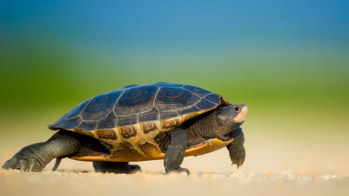 Las tortugas tienen un lentísimo envejecimiento