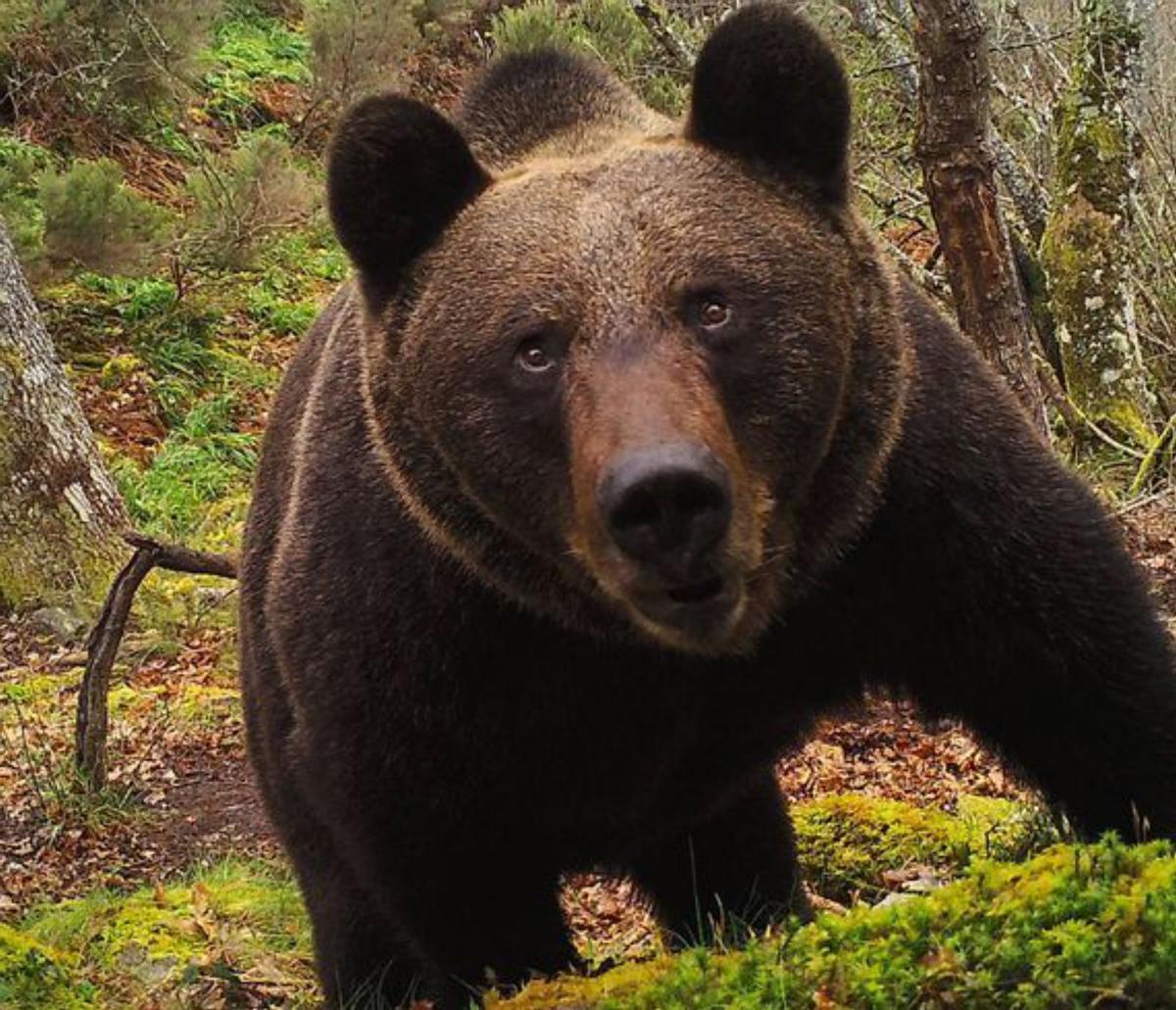 Un cuarto de siglo de la foto de &quot;Cuervo&quot;, el primer oso que retrataron las cámaras del Fapas