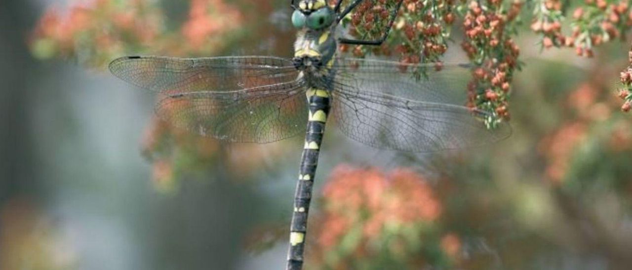 Macromia splendens, una especie en peligro de extinción que puede encontrarse en Zamora. | A. Cordero Rivera