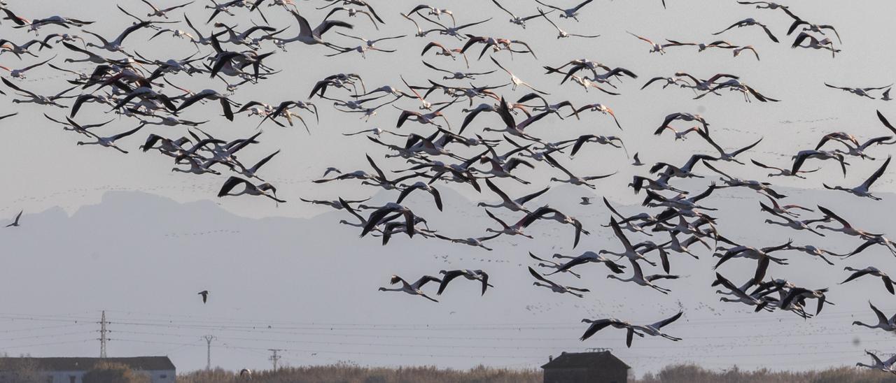 Flamencos y aves en l’Albufera hace unos meses