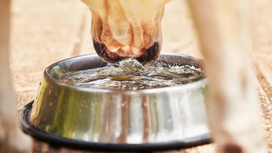 Beber agua regularmente evita que nuestra mascota se deshidrate.