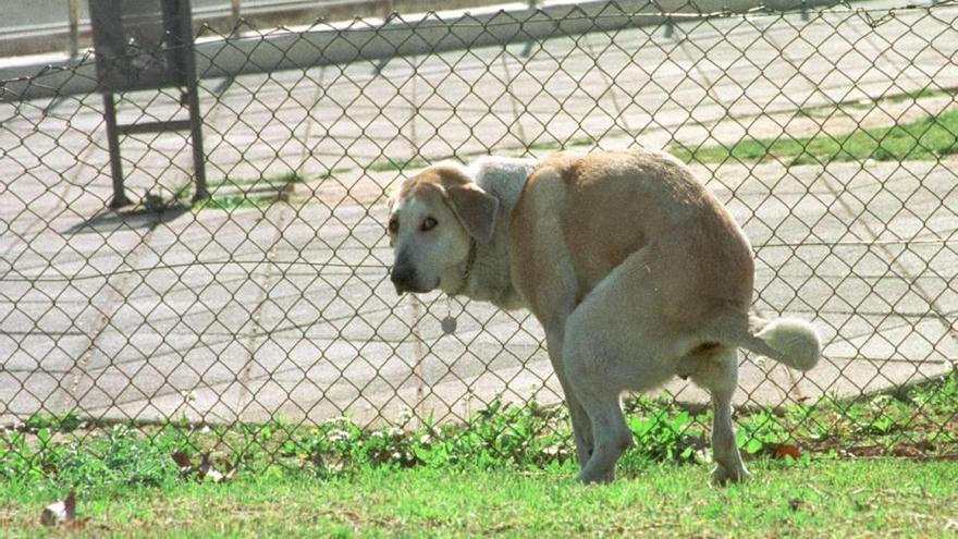 Un perro defeca en un parque público de Palma.