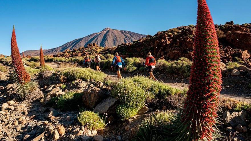 La Tenerife Bluetrail ha destacado siempre por ser una prueba exigente. | | E.D.