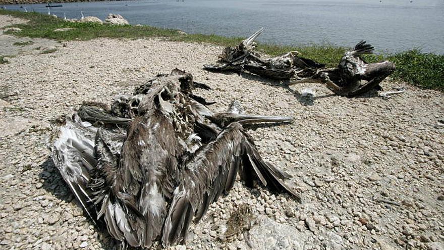 Varios pelícanos yacen muertos  en una playa de Cartagena de Indias (Colombia). Una extraña enfermedad ha acabado con la vida de más de 70 pelícanos durante los dos últimos meses en esta ciudad caribeña, que, según el informe del Instituto Colombiano Agropecuario (ICA), sería a causa de una hepatitis necrótica que cursa &quot;con inflamación del hígado y de la tráquea&quot;, una enfermedad que en su manifestación aguda lleva a muchas de las aves a la muerte. EFE/Ricardo Maldonado