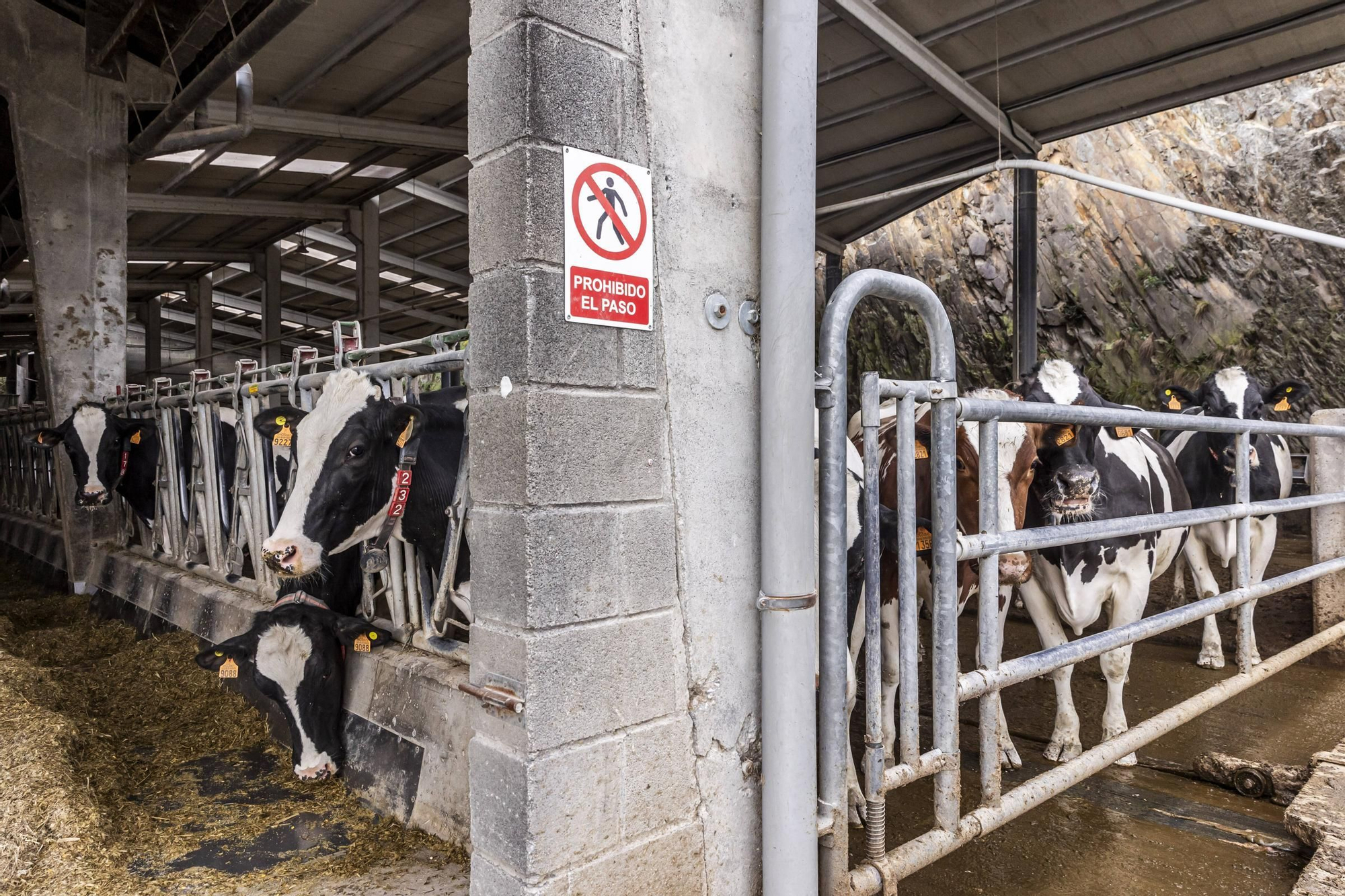 En imágenes | Un viaje por el drama de las vacas de Tineo