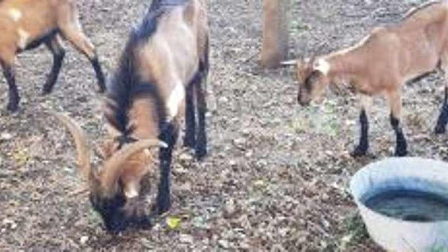 Las cabras que entraron en el Hospital Monte Naranco, trasladadas a la perrera