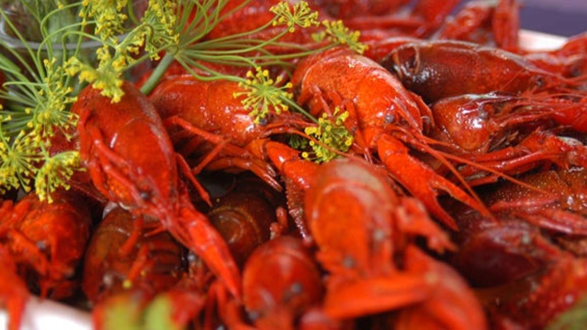 Festival del cangrejo rojo de río en Finlandia