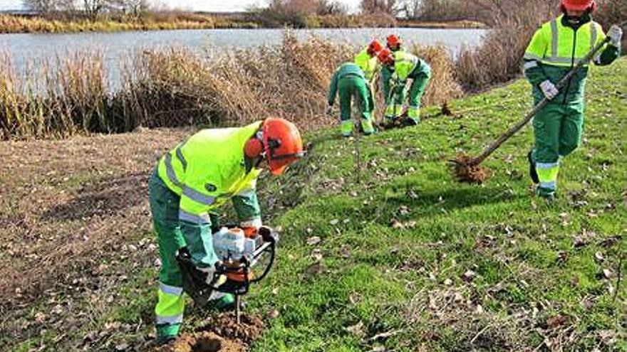 Los alumnos-trabajadores realizan las tareas forestales y de señalización en las inmediaciones del Duero.