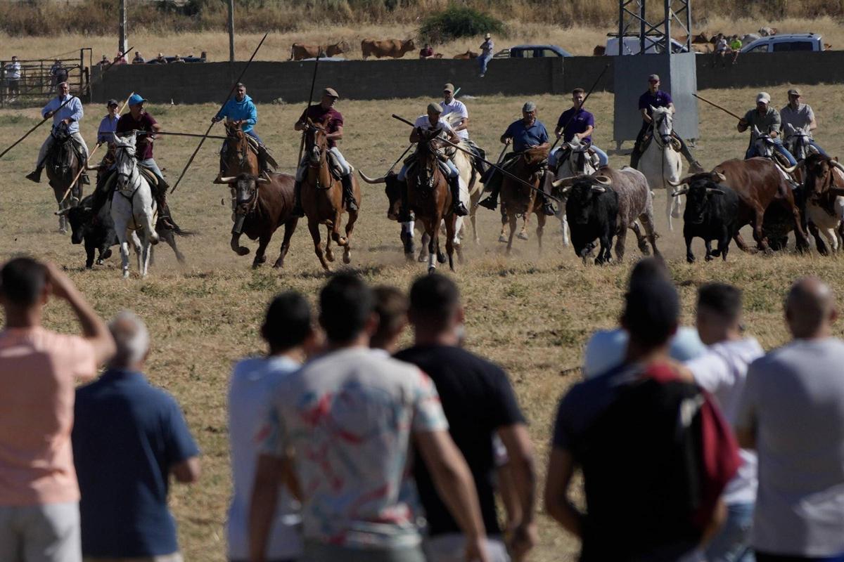Tradición y espectación en el arranque de los espantes de Fuentesaúco Tradición y espectación en el arranque de los espantes de Fuentesaúco