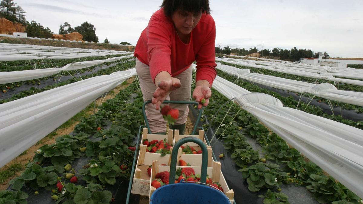 Una trabajadora en un campo de fresas en Palos de la Frontera (Huelva) durante la campaña de recogida de fresas en la provincia de Huelva.