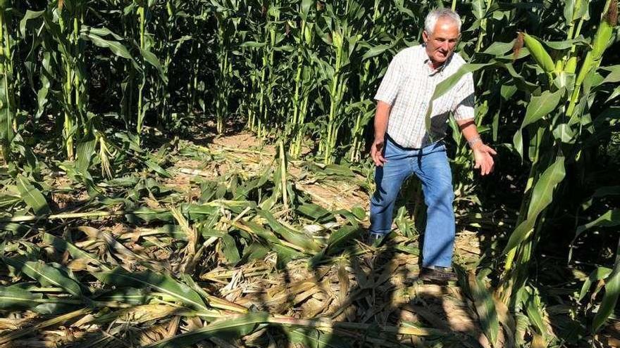 Manuel Boubeta muestra los daños de los jabalíes en una finca de maíz de Bondiñeiro. // S.Á.