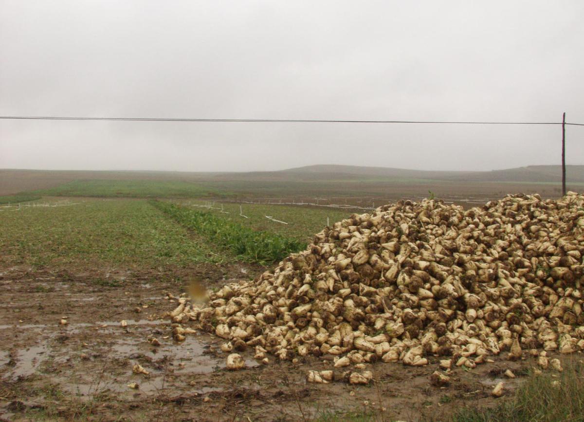 Remolacha amontonada en una parcela tras su recolección