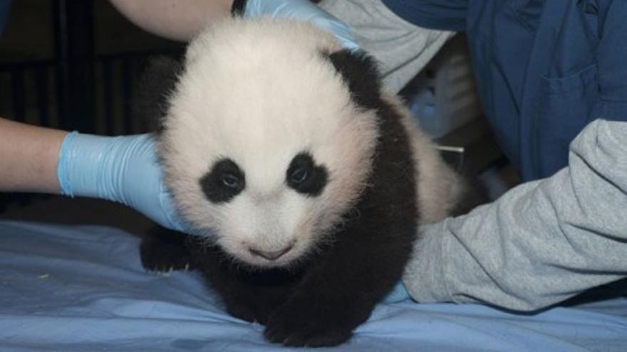 El pequeño panda del zoo de Washington cumple 100 días