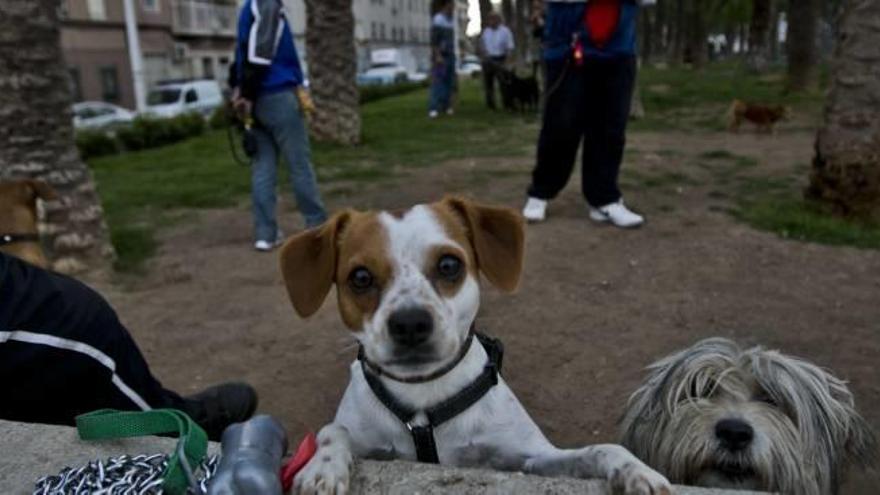 Elche quiere sumar cinco nuevos parques para perros el próximo año