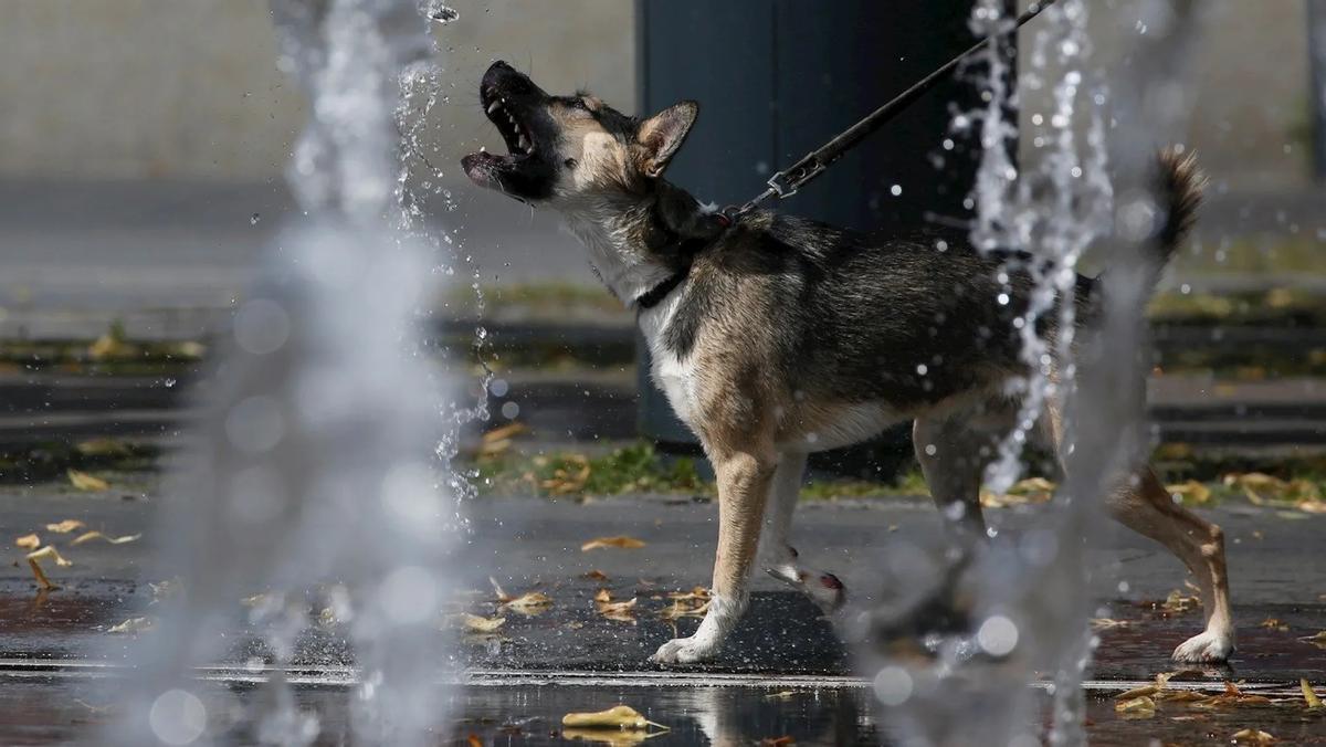 Un perro bebiendo agua.