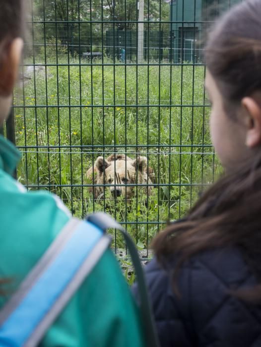 "Paca" y "Tola", las osas inseparables