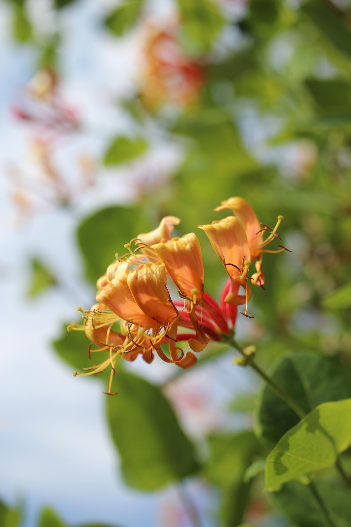 Plantas enredaderas para exterior Madreselva (Lonicera japonica)