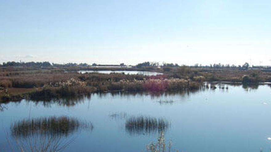 Los &#039;estanys&#039; de Nules y Almenara: lagunas de agua dulce junto al mar