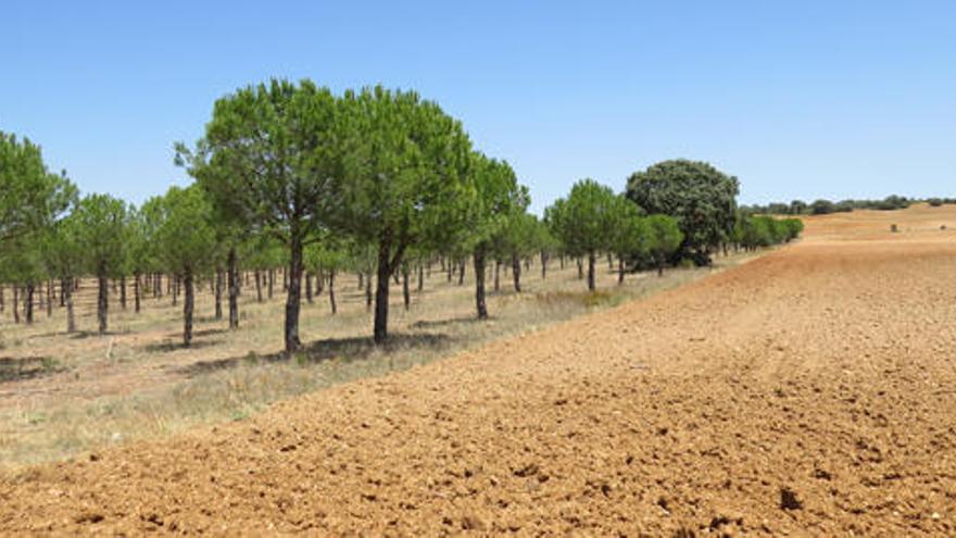 Una pinada de pinos piñoneros en Zamora.