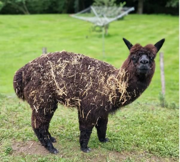 Conoce a Franky en la posada más increíble de toda Cantabria