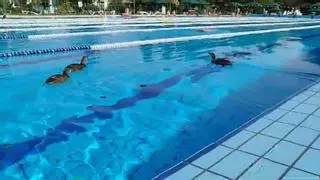 Los patos comparten piscina con los bañistas