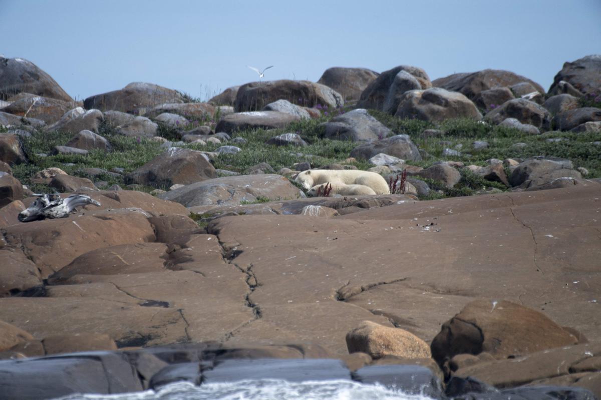 Así viven los osos polares en Hudson Bay, cerca de Churchill (Canadá).