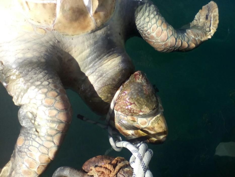 Hallan muerta a una tortuga de más de cien kilos