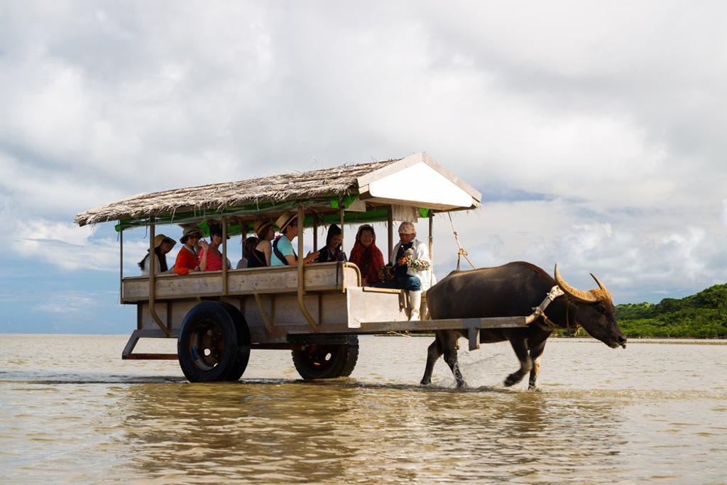 Carro de búfalos en Iriomote. 