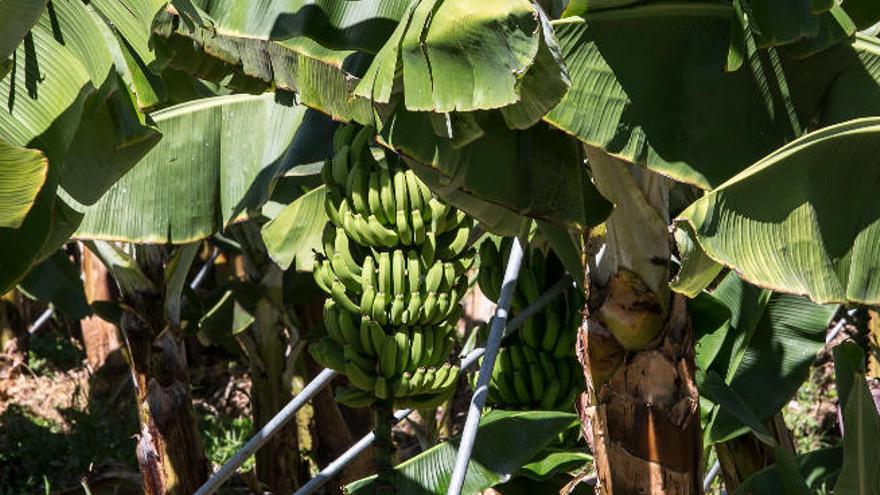 Los plataneros desechan dos millones de kilos de fruta sin hueco en el mercado
