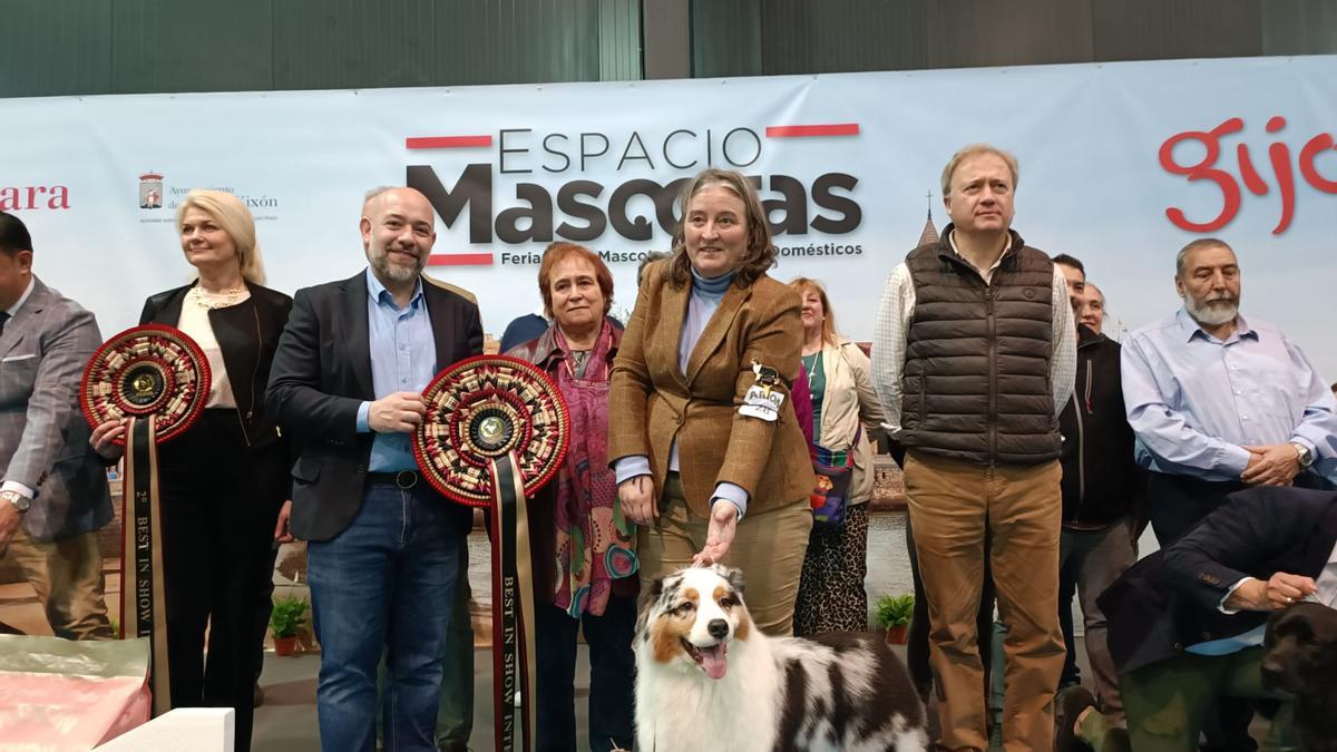 Un pastor australiano criado en Soto del Barco gana la exposición internacional de Espacio Mascotas