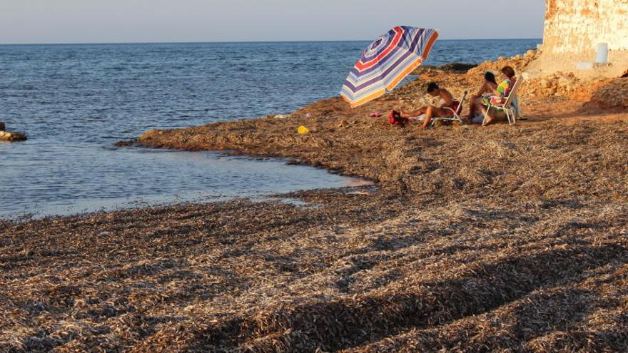 El alcalde de Dénia niega que las playas estén sucias: «la posidonia es vida»