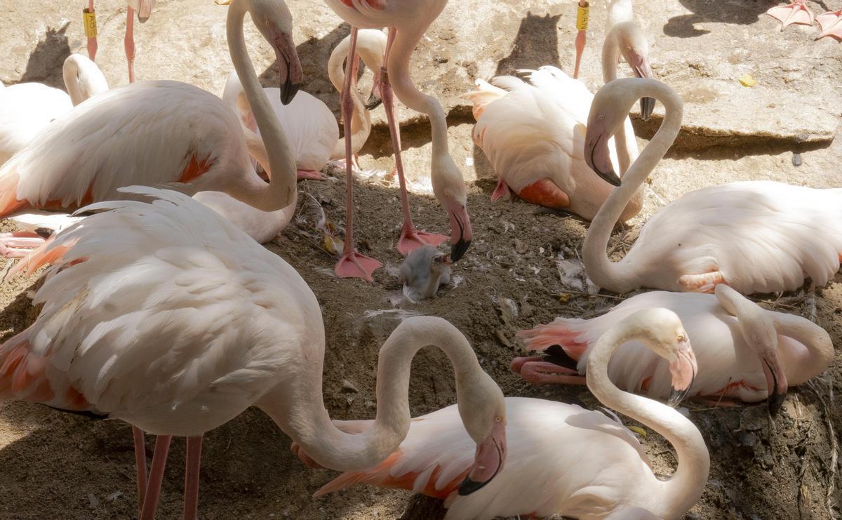 Estos días están naciendo los primeros pollos de flamenco en Bioparc Fuengirola.