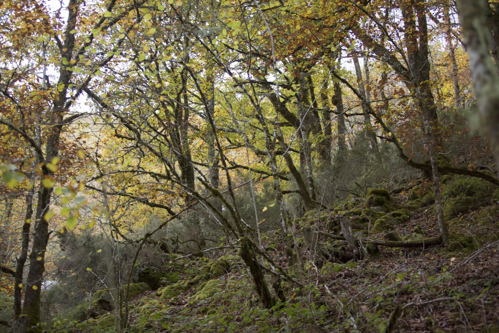 Las 100 fotos que demuestran que el otoño es la mejor época para conocer Asturias