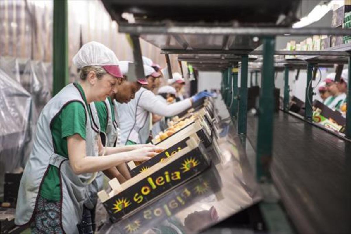 Mujeres trabajando en la selección de fruta de la empresa Fruilar. Mujeres trabajando en la selección de fruta de la empresa Fruilar.