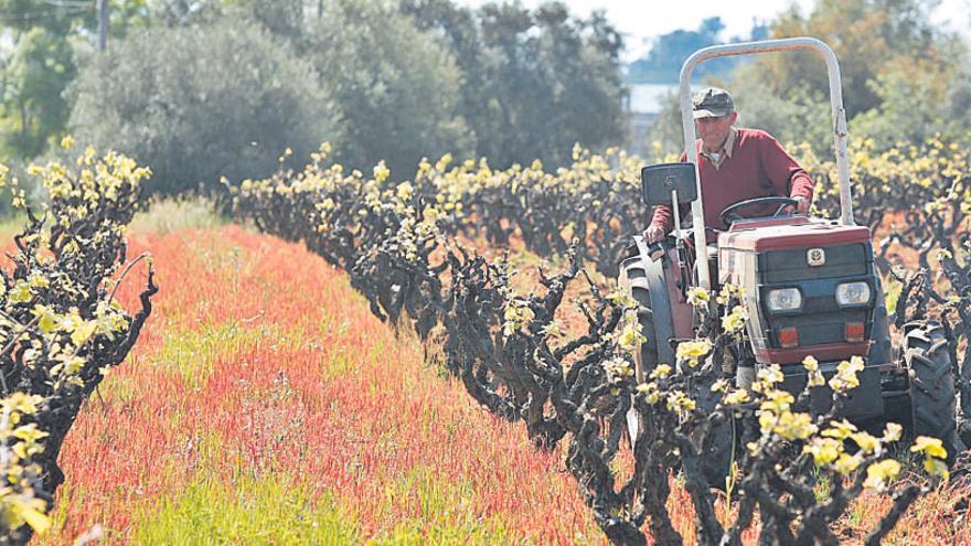 Calonge posa en valor el seu vi de pagès