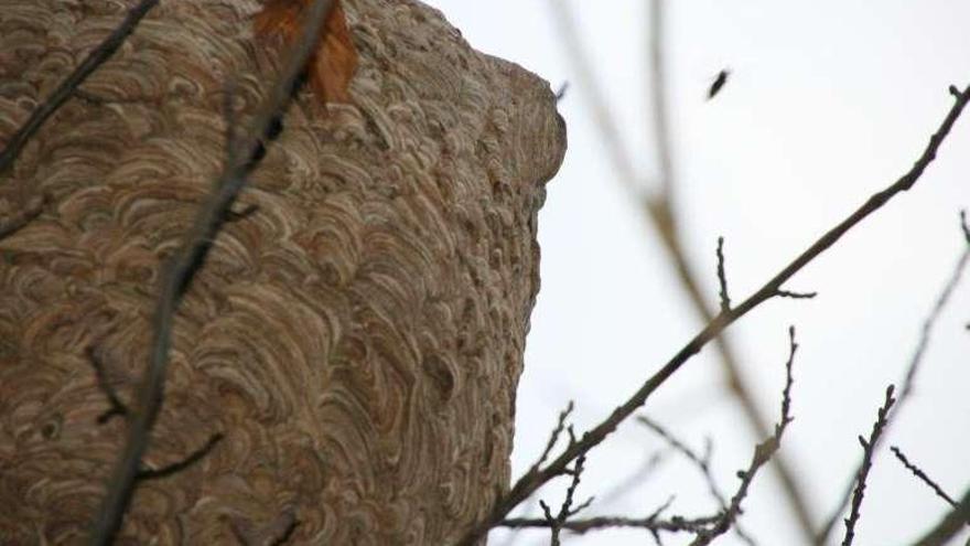 Nido de avispa asiática en Sada en un árbol y un ejemplar saliendo. x. g.