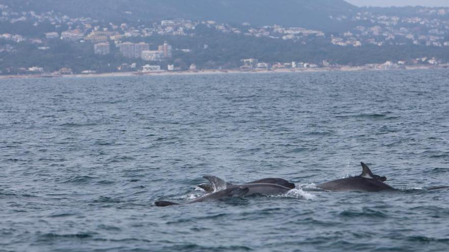 Dénia localiza tres grupos de delfines mulares frente a la costa