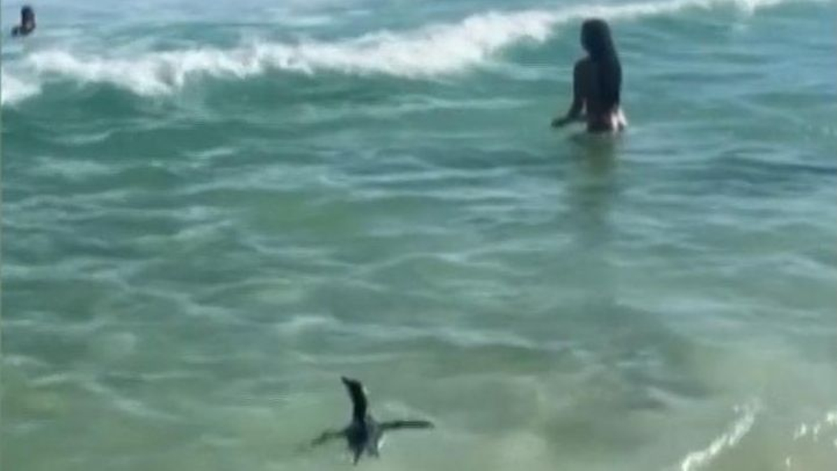 Un pingüino de Magallanes nada en una playa de Río.00 00 11 17.Imagen fija001