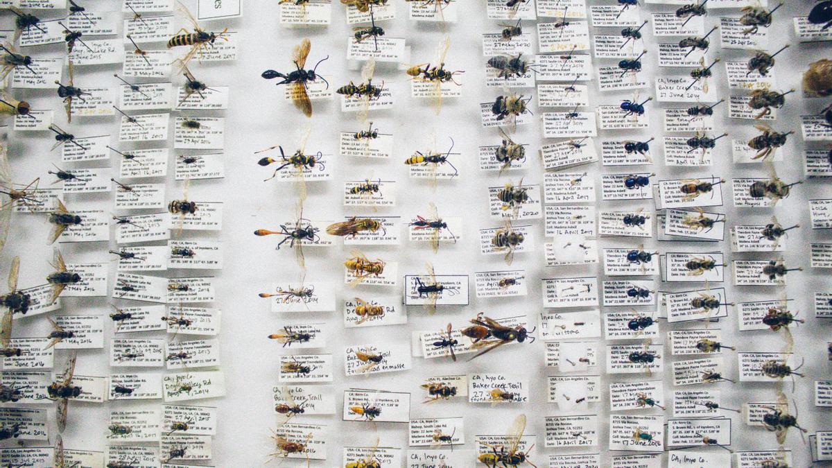 Colección de insectos.