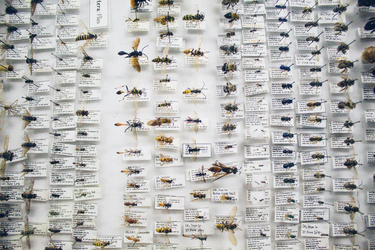 Colección de insectos.