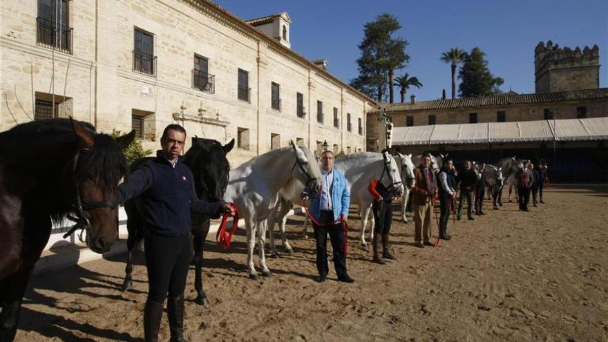 Caballos españoles en Caballerizas