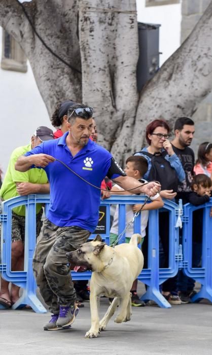 Celebración del I Certamen Nacional de perro ...