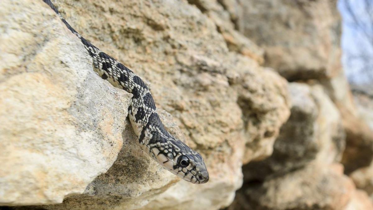 Culebra de herradura en Ibiza.