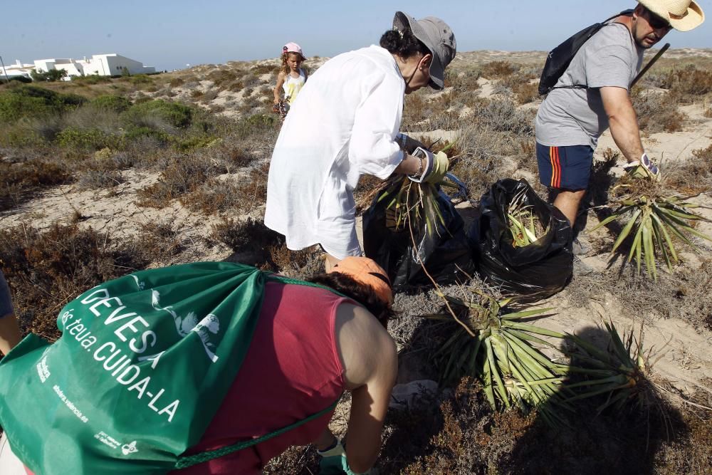 Limpieza de plantas invasoras en la Devesa del Saler