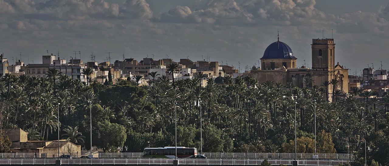 Panorámica de una parte del Palmeral de Elche, Patrimonio de la Humanidad, con la basílica de Santa María a la derecha y parte del casco urbano a la izquierda. |