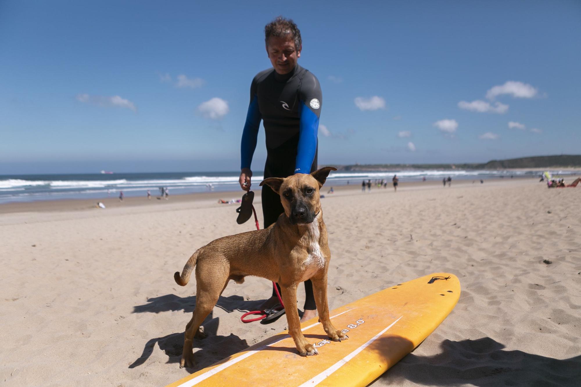 En imágenes: así fue el campeonato de surf para perros en Salinas