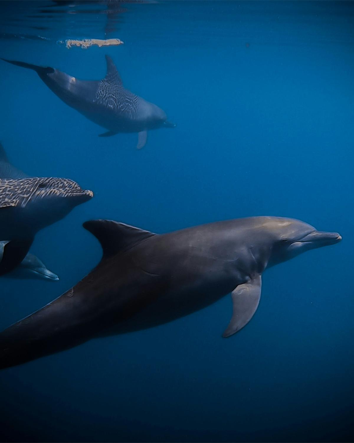 Los delfines suelen acompañar las embarcaciones en algunas salidas al atardecer, una de las experiencias más buscadas del viaje.